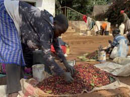 Kenyan Coffee Farm and Processing Tour
