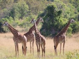 Akagera national park