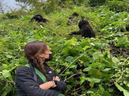 silver back gorillas trekking