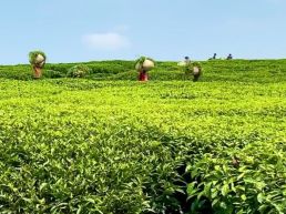 Tea plantation Experience