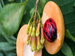 Half Day Zanzibar Stonetown & Spice Farm Walking Tour with Lunch