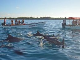 Jozoni Tour With Dolphin Spotting and Snorkel