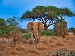 From Diani: Taita Hills One-day safari