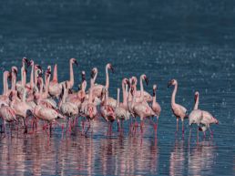 Nairobi: Lake Nakuru Day Trip