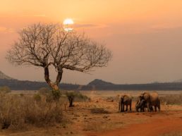 From Diani: Tsavo East National Park full-day safari
