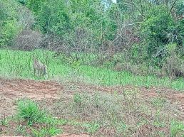 From Diani Beach: Full Day Shimba Hills Tour with Sheldrick Falls