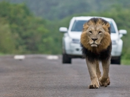 6-Day Budget Safari & Beach Escape For Thrill And Social Travelers