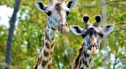 Bora Bora Wildlife Park