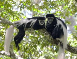 Colobus Conservation Centre
