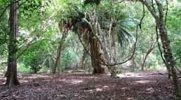 Kaya Kinondo Sacred Forest