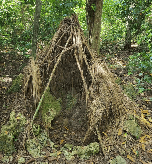 Kaya Kinondo Sacred Forest in Kenya