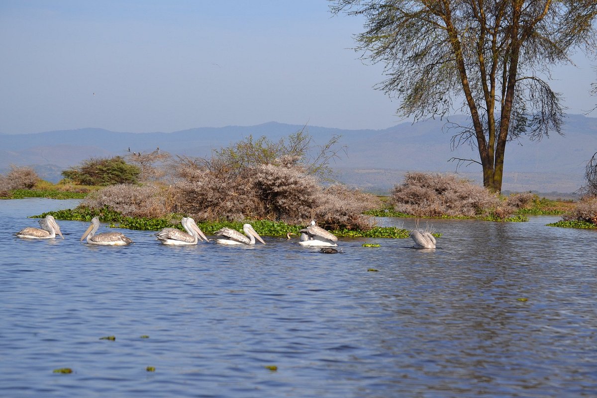 Naivasha