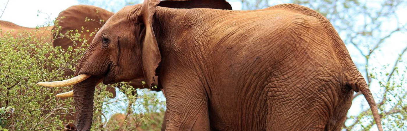 Tsavo West National Park